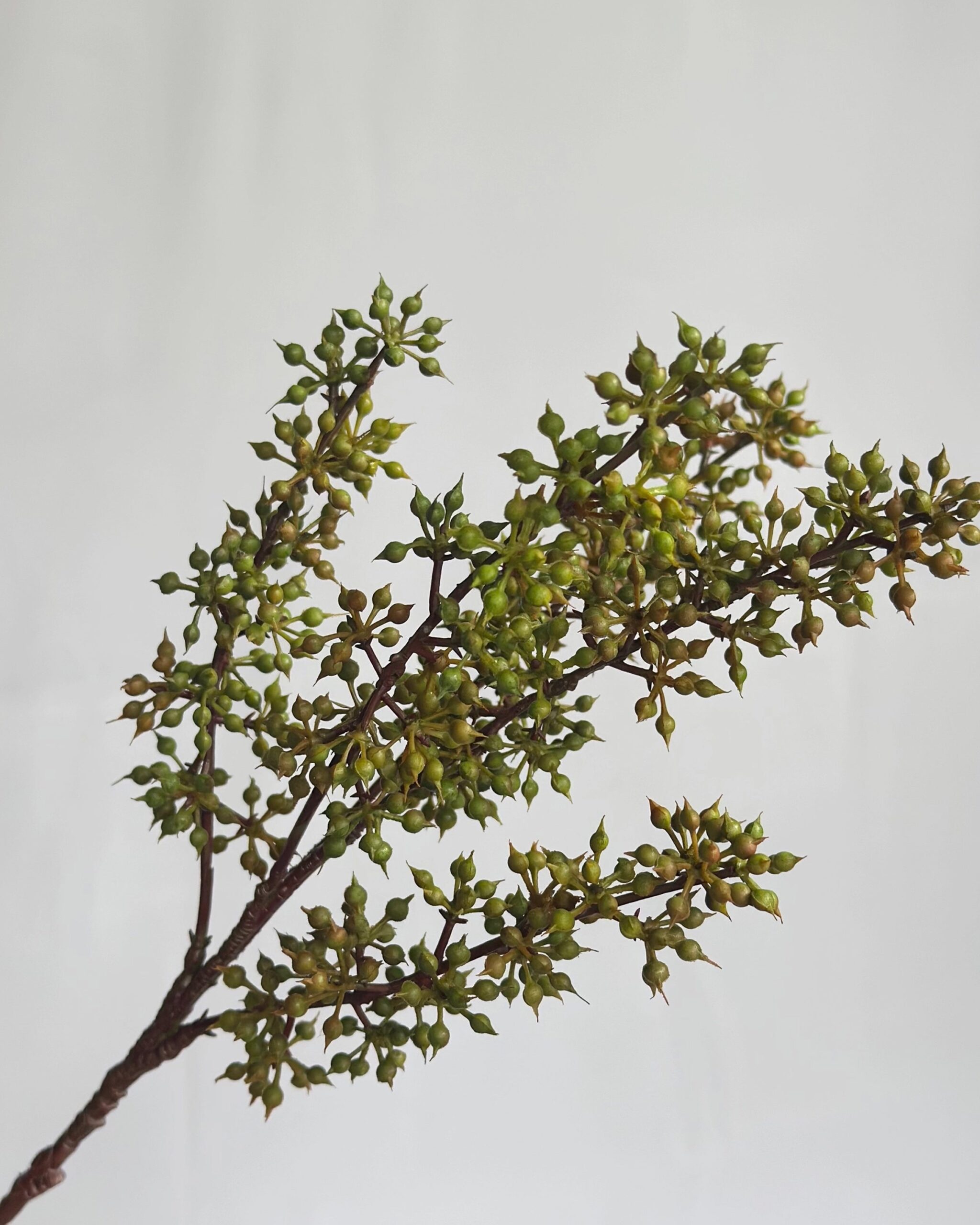 sedum-pick