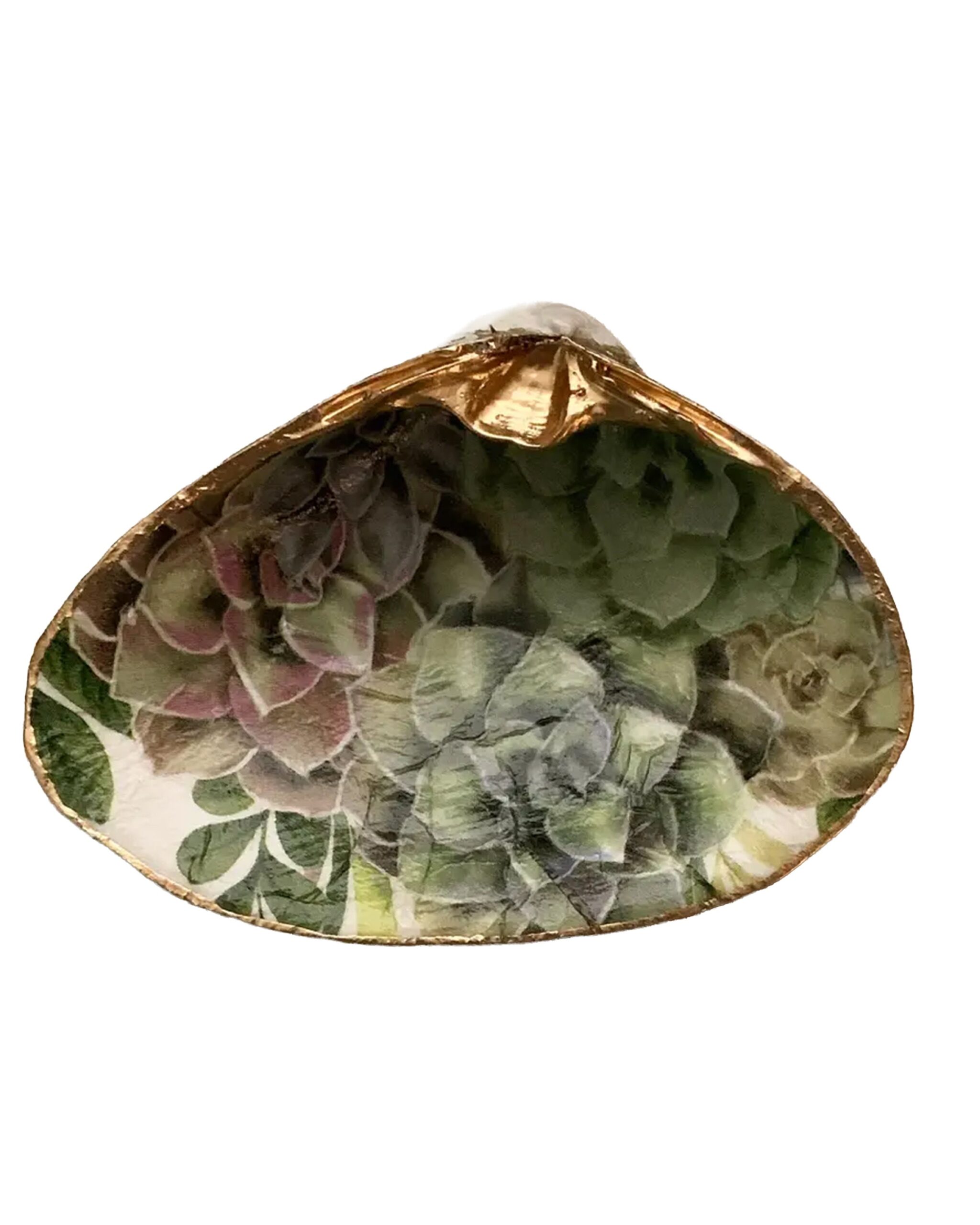 succulent-shell
