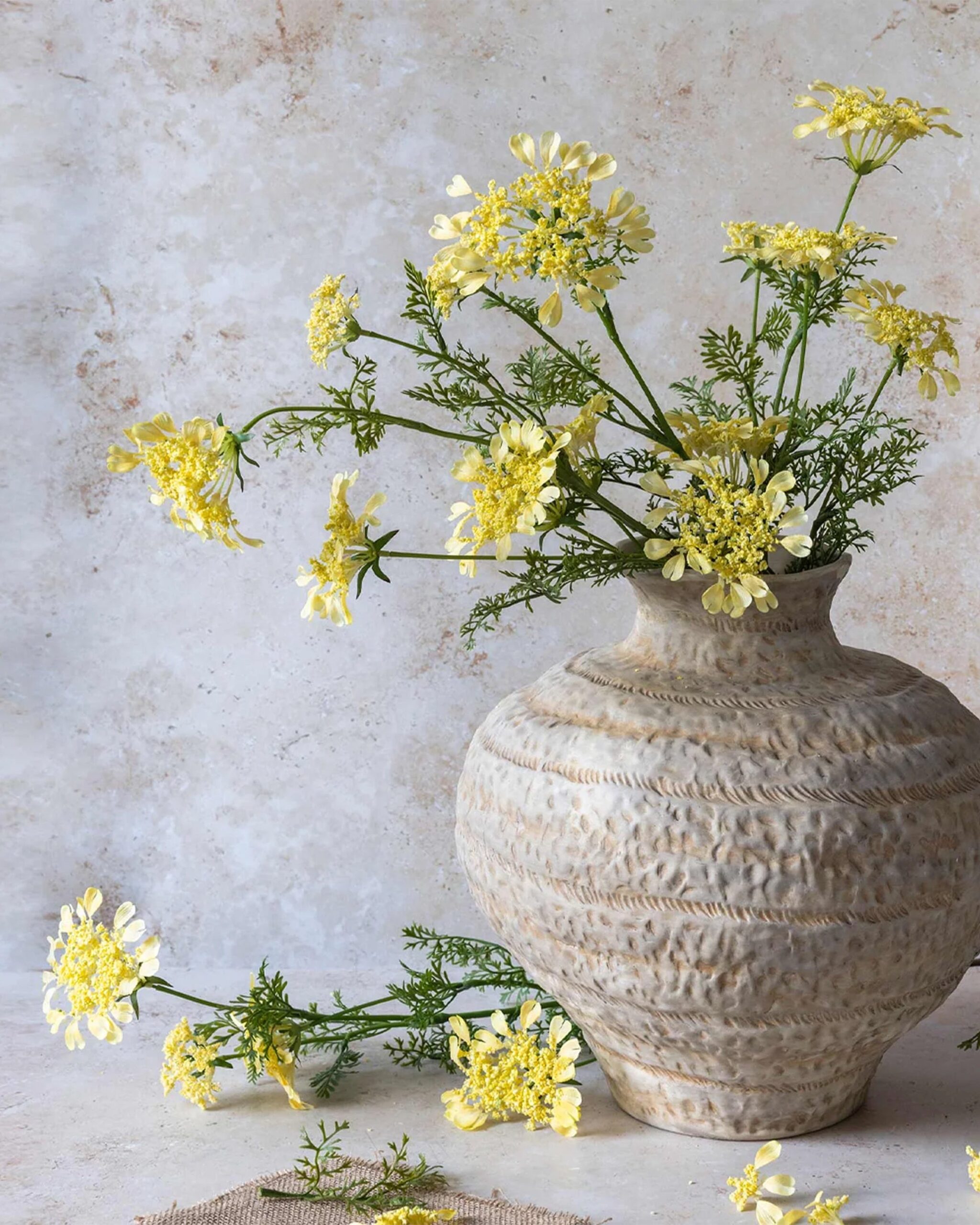 wild-dill-plant